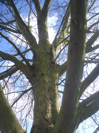 Inside the London Plane - showing the bark cracking