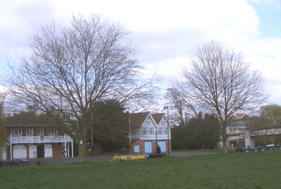 The Plane Tree to be felled alongside the one to be saved