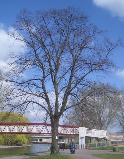 Lime Tree to be Felled on Midsummer Common