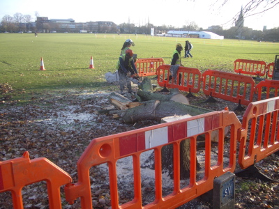 Cambridge City Centre - Trees being cut down with a chainsaw