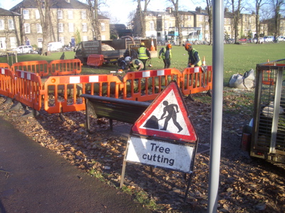 Cambridge City Centre - Trees being cut down with a chainsaw