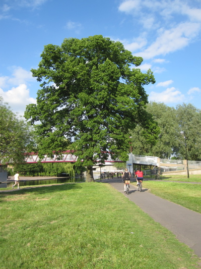Tree to be felled on Midsummer Common