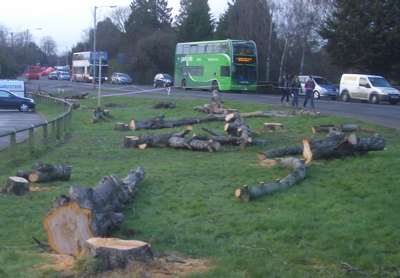 The new protocol does not yet cover all trees in the public realm. Despite the city council advising Addenbrookes' in relation to the felling of their cherry trees, the fellings would not have been caught by the new protocol. 