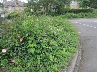 Akeman Street Planting