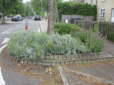 Akeman Street Planting