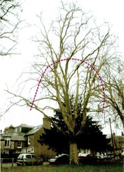 Photo showing where trees will be cut to