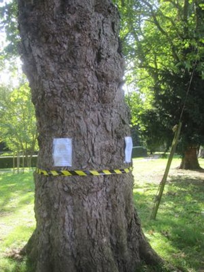 Residents Are Organising to Oppose Council Plans to Destroy Trees on Alexandra Gardens.  