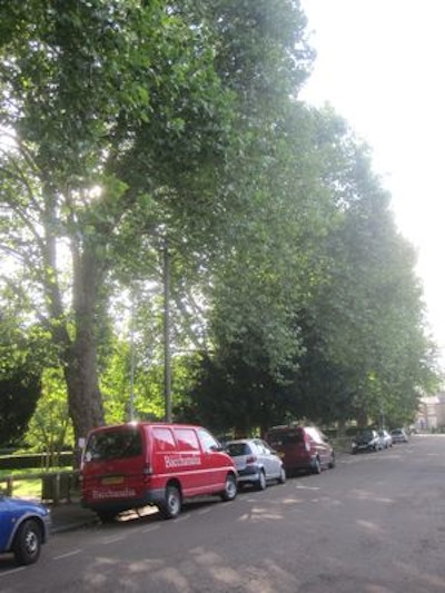 The currently tree-lined Carlyle Road would be changed dramatically if the foliage were to be lost. 