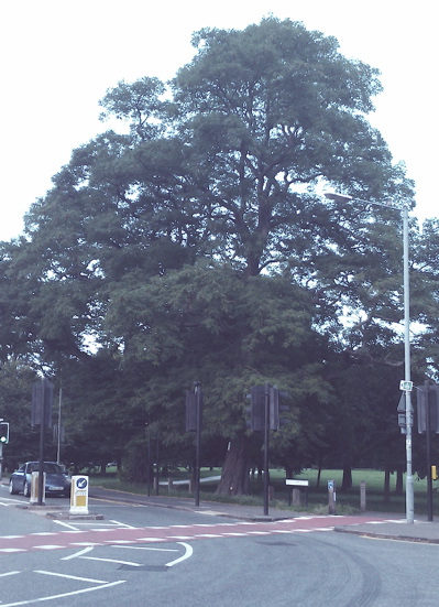 These two substantial trees at the junction of Newnham Road and Barton Road may be felled according plans council officers released.