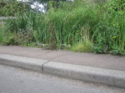 Can Toads Jump? Image shows the curb at Burnside which may be an insurmountable hurdle to toads.    