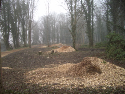 Tree Felling - Byron's Pool, Cambridge