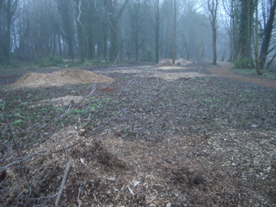 Tree Felling - Byron's Pool, Cambridge