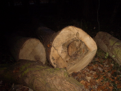 Felled Tree at Byron's Pool