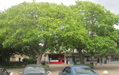 Cambridge City Council is Considering Felling Two Trees In-front of Tesco on Campkin Road in Cambridge 