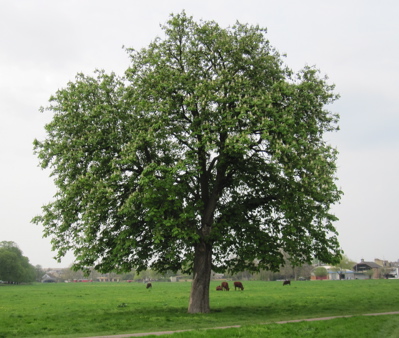 Cllr Julie Smith Has Ordered in the Chainsaws to Fell this Tree