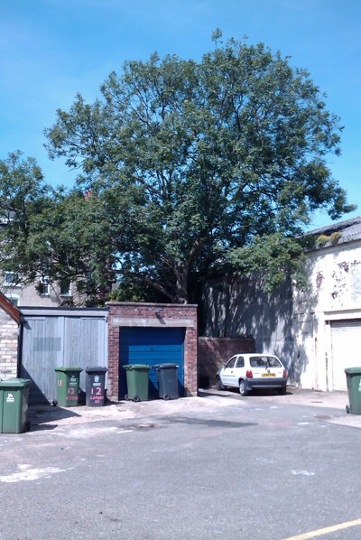 This tree in the garden of 16 Corona Road is now protected by a Tree Preservation Area. A planning application to redevelop the site from which photograph was taken is anticipated.