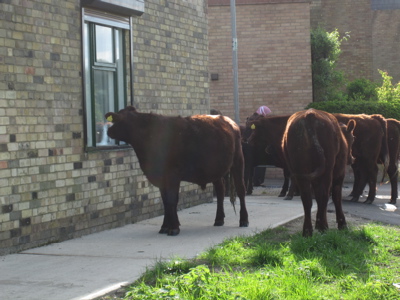 Cows on the new path