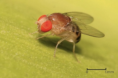 A fruitfly.