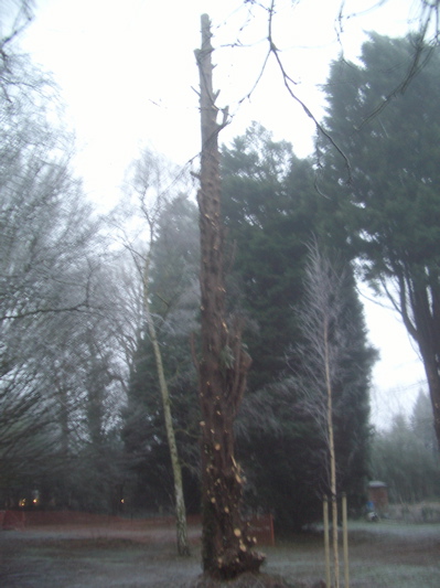 Trees to be felled on Empty Common