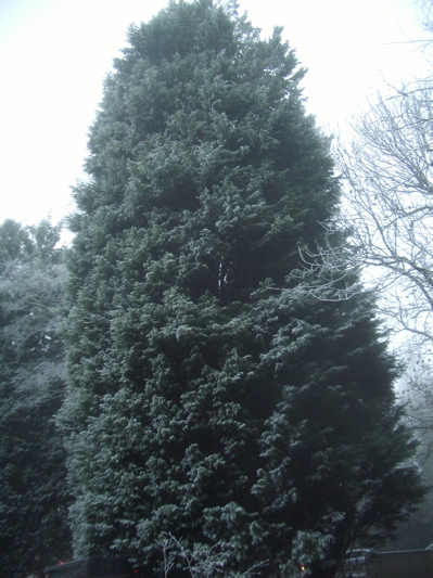 Trees to be felled on Empty Common