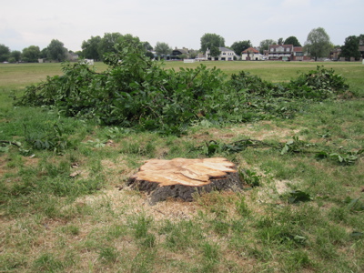 Horsechestnut Stump