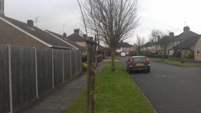 New Tree - Main Trunk Broken - Fraser Road