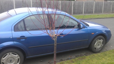 New Tree - Main Trunk Broken - Fraser Road