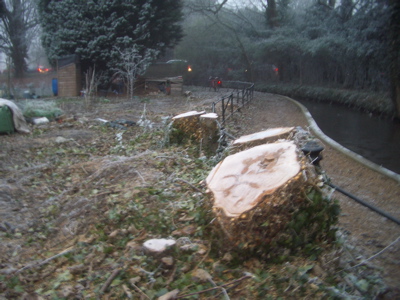 Tree Felling - Hobson's Brook, Cambridge