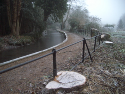 Tree Felling - Hobson's Brook, Cambridge