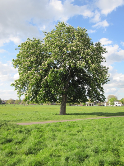 Horsechestnut Tree on Midsummer Common