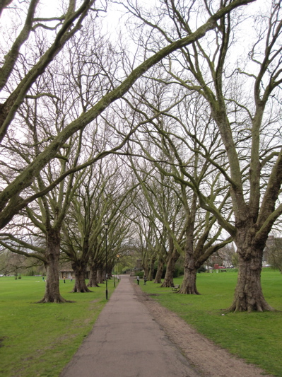 Plane Tree Avenue, Jesus Green, Cambridge