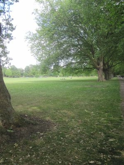 As the plane tree avenue is expected to last another century or more, we ought fill in the gaps. 