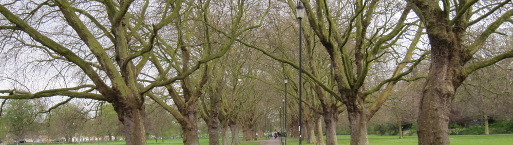 The Spectacular Jesus Green Plane Tree Avenue