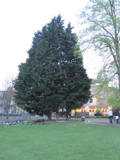 Cypress trees to be felled