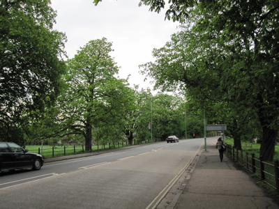 Victoria Avenue, Cambridge, Horse Chestnuts