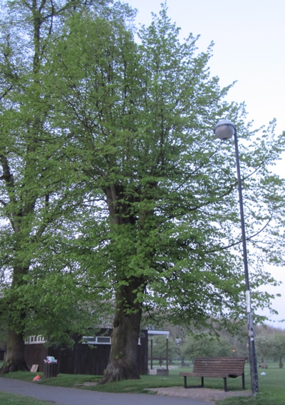 Mis-shapen but perfectly good lime tree on Jesus Green, Cambridge 