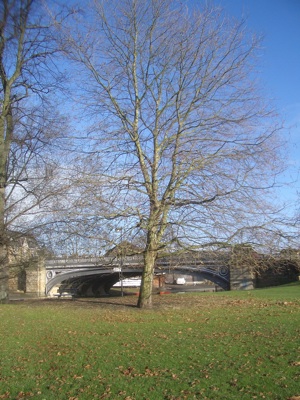 Substantial Tree which plans show is to be felled on Jesus Green