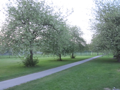 Three Cherry Trees to be Felled First