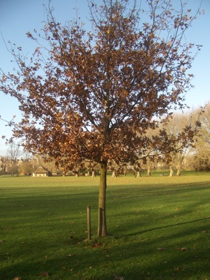 A healthy young oak tree which is just getting established is one of the 59 trees on Jesus Green under threat. 