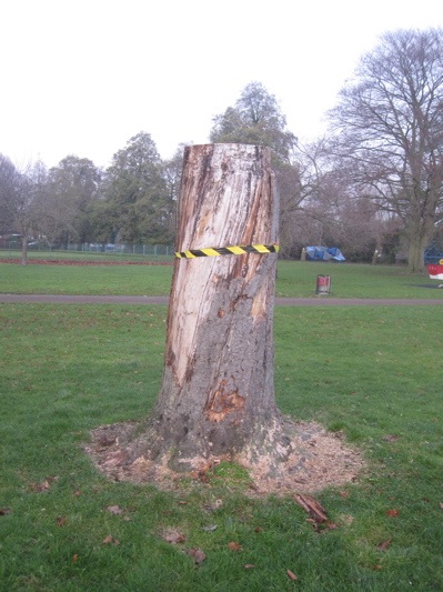 Tree stump on Lammas Land Cambridge