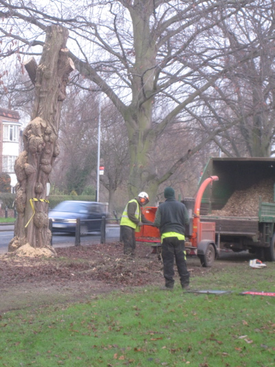 Tree stump on Lammas Land Cambridge