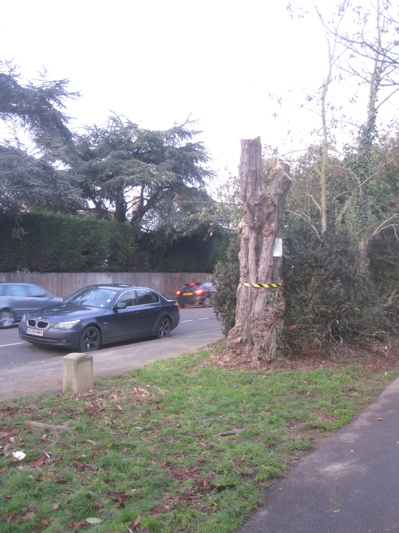 Tree stump on Lammas Land Cambridge