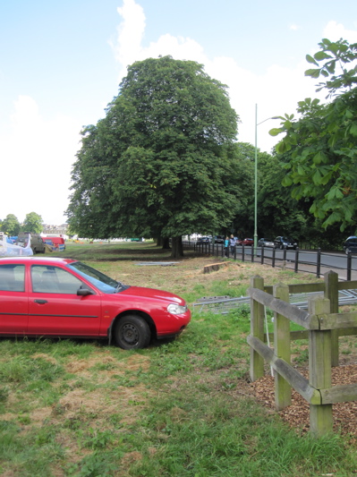 Stump of Chestnut Tree