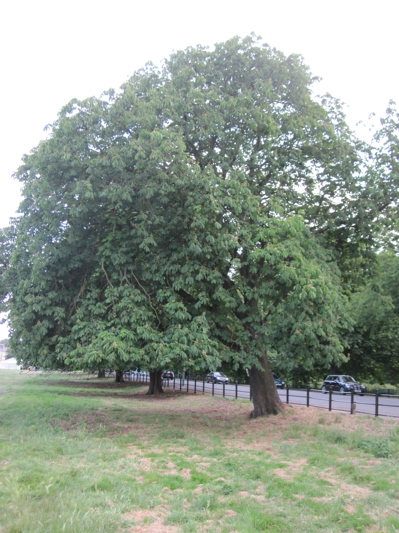 Leaning Horse Chestnut Tree in the Avenue of Trees either side of Victoria Avenue.