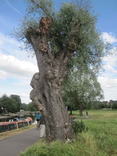 This old tree makes a significant contribution to the character of the common. 