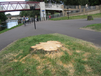 The Riverside Lime Tree Stump