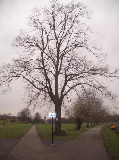 Tree to be felled on Midsummer Common, Cambridge