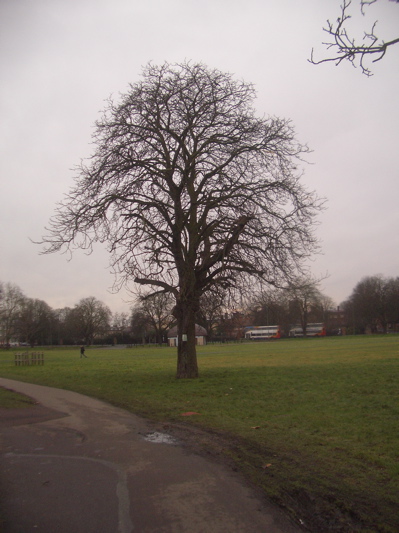 Tree to be felled on Midsummer Common, Cambridge