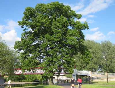 The Riverside Lime Tree Stump