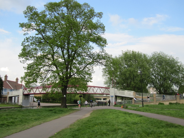 Lime tree to be felled by Cutter Ferry Bridge